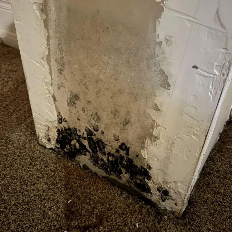 Professional Mold Removal in Clinton, NC